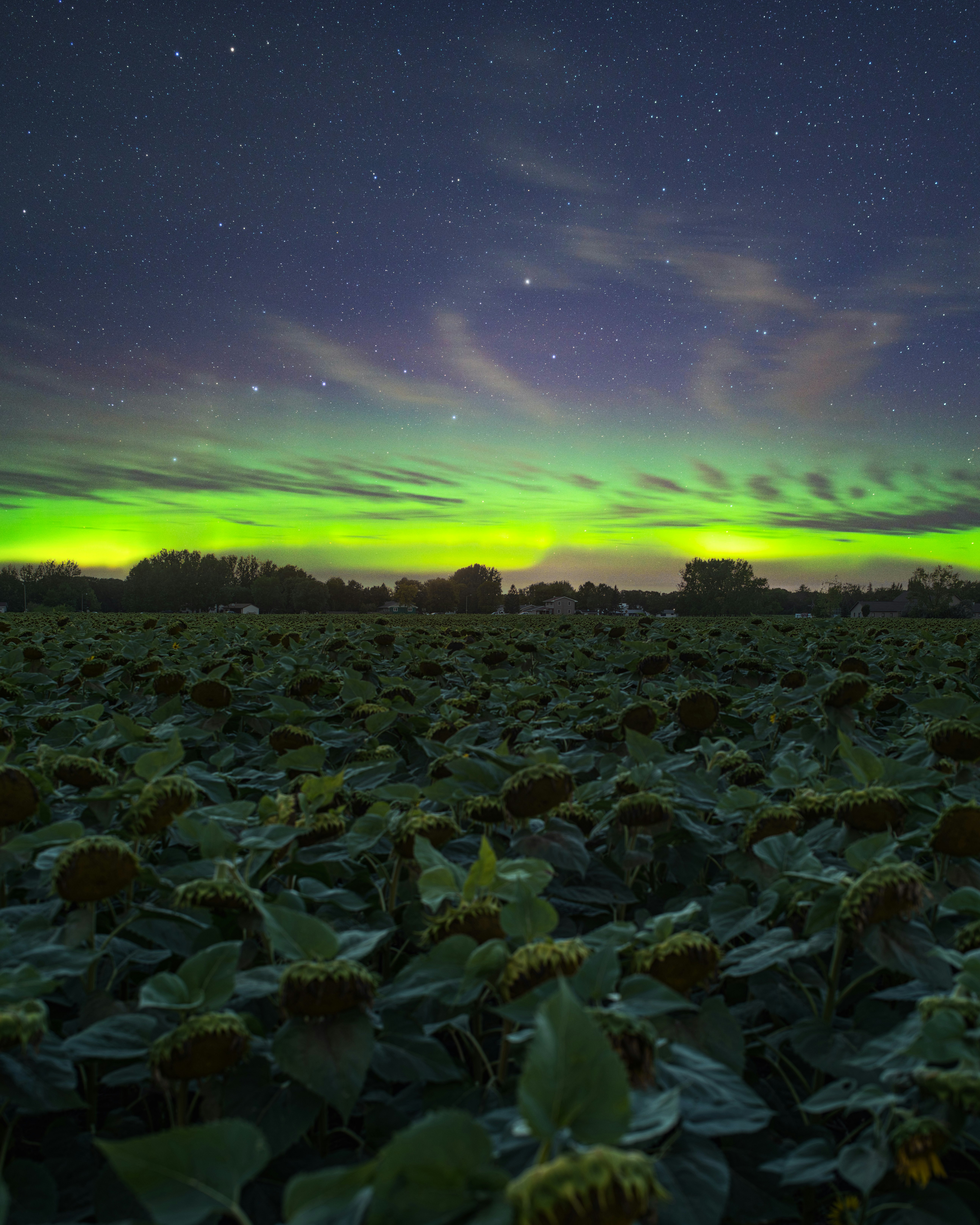 green plants under purple sky